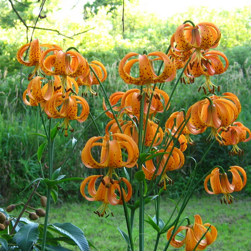 Lilium superbum Qty 24 - Click Image to Close